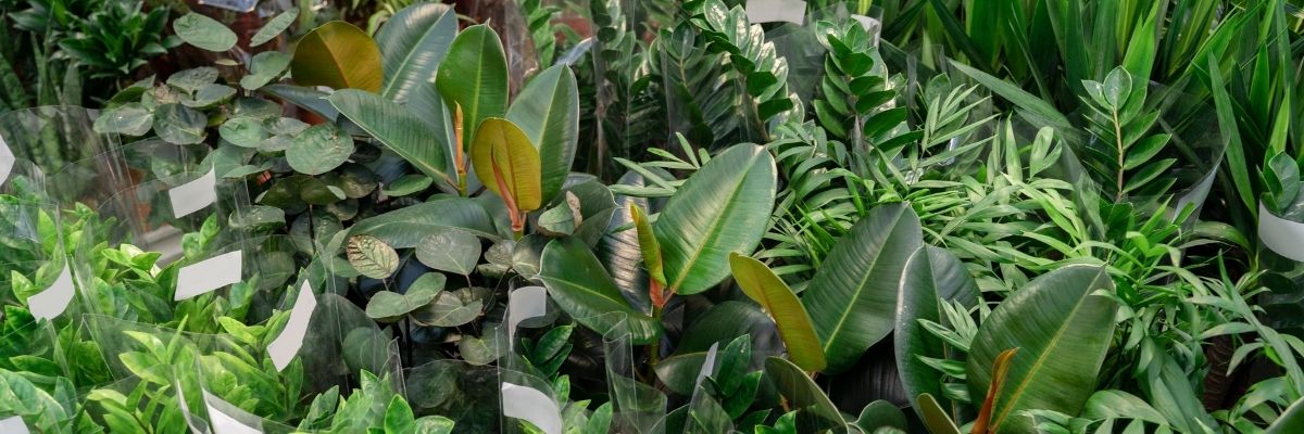 Doğal Kolajen Artıran Bitkiler