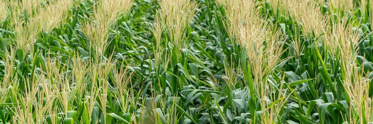 Sürdürülebilir Bitki Toplama